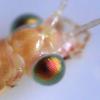 Chrysoperla sp.